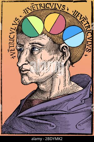 Homme avec ventricules cérébraux, Albertus Magnus Banque D'Images