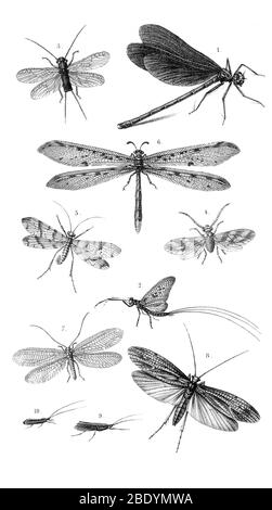 Divers insectes ailées Banque D'Images