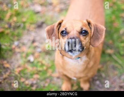 Un joli chien de race mixte rouge Dachshund qui regarde l'appareil photo Banque D'Images