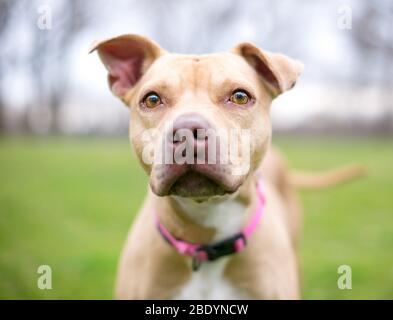 Chien de race mixte de Pit Bull Terrier de couleur fraye avec oreilles de disquette à l'extérieur Banque D'Images