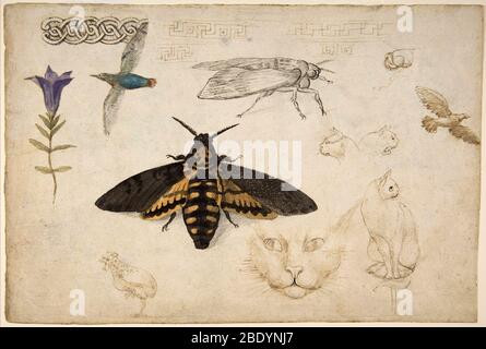 Gentiane, Moth, oiseaux, chats, c. 1535 Banque D'Images