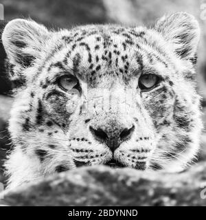 Culture Square head shot of a Snow Leopard en regardant sur d'un point de vue élevé dans les roches en Angleterre. Vu au printemps de 2019. Banque D'Images