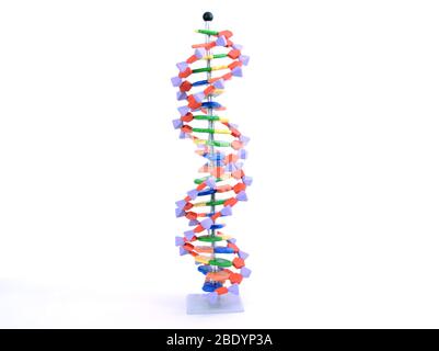 Le modèle moléculaire de l'ADN en double hélice Banque D'Images