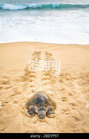 Une tortue de mer Olive Ridley rampera sur la plage d'Ixtapilla à Michoacan, au Mexique. Banque D'Images