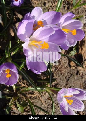 Belle première fleurs de printemps crocus fleurir sous un soleil éclatant. Banque D'Images