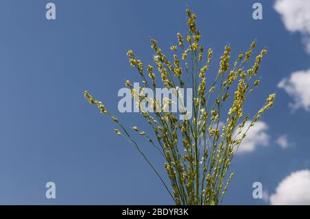 Graines de plantes vertes dans l'est de la Bulgarie Banque D'Images