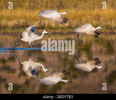 Trois grues de sandhill (Antigone canadensis) qui réfléchissent dans l'eau, Soccoro, Nouveau-Mexique, États-Unis Banque D'Images