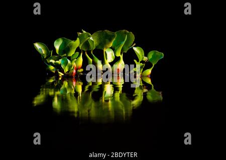 Réflexions de jacinthe d'eau (Eichhornia crassipes), Pantanal, Brésil Banque D'Images