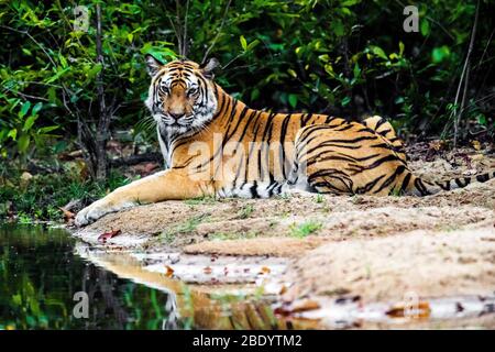 Tigre curieux regardant l'appareil photo, Inde Banque D'Images