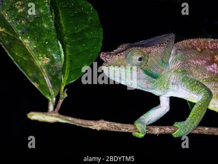 Parsons caméléon (Calumma parsonii) sur la branche mince de Madagascar Banque D'Images