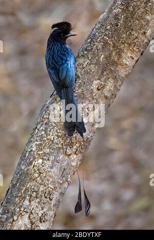 drongo à queue de raquette (Dicrurus paradisis) sur le tronc d'arbre, Inde Banque D'Images