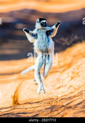 Verreauxs sifaka (Propitecus verreauxi) danse, Madagascar Banque D'Images