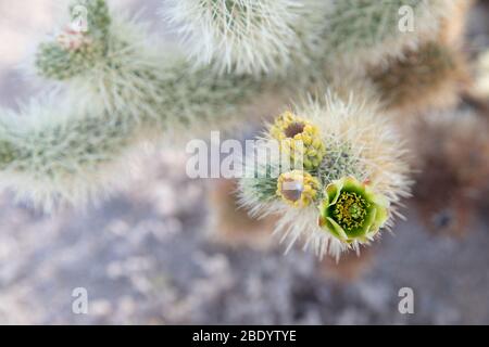 gros plan d'un cactus à épines avec de petites fleurs commençant à fleurir avec peu de profondeur de champ. Banque D'Images