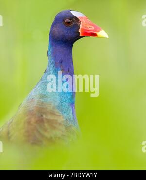 Portrait du gallinule pourpre (Porphyrio martinicus), Costa Rica Banque D'Images