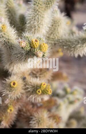 gros plan d'un cactus à épines avec de petites fleurs commençant à fleurir avec peu de profondeur de champ. Banque D'Images