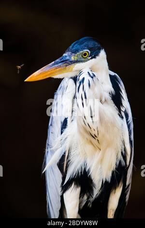 Cocoi heron (Ardea cocai) regardant la caméra, Pantanal, Brésil Banque D'Images