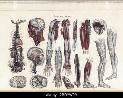 Illustrations de la méthodique anatomique Banque D'Images