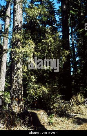 Forêt de Yew du Pacifique Banque D'Images