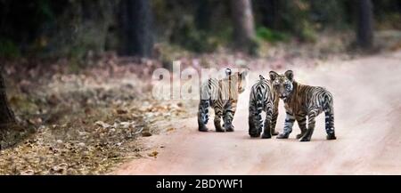 Tigre du Bengale (Panthera tigris) sur le chemin, Inde Banque D'Images