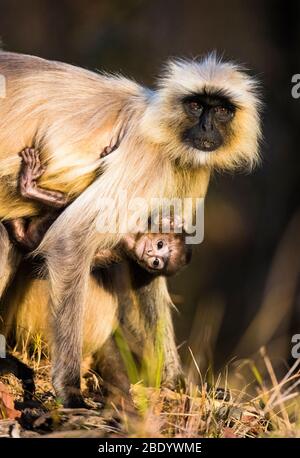 Singe de Langur (Semnopithecus) avec bébé, Inde Banque D'Images