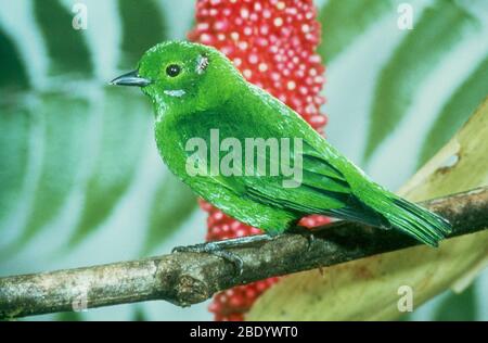 Tanager vert-guécoute Banque D'Images