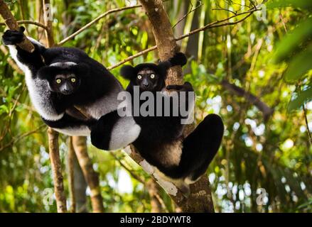 Noir indris (Indri indri) entre branches, Madagascar Banque D'Images