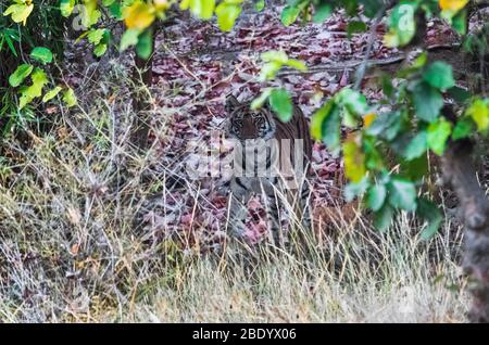 Tigre du Bengale (Panthera tigris) parmi Bush, Inde Banque D'Images