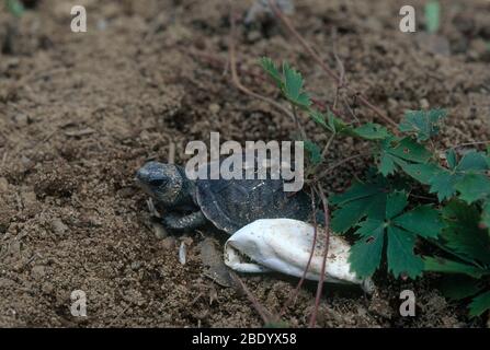 Cartchling de la tortue de la boîte de l'est Banque D'Images