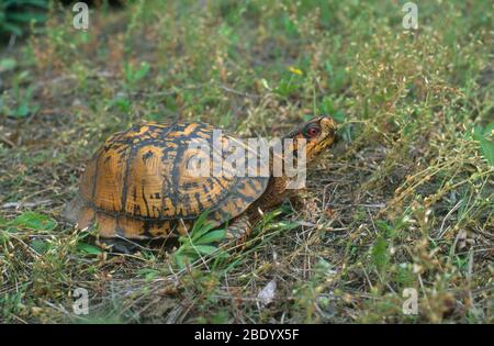 Tortue tabatière Banque D'Images