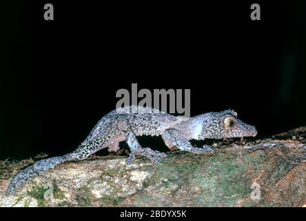 Le gecko à queue de feuille Banque D'Images