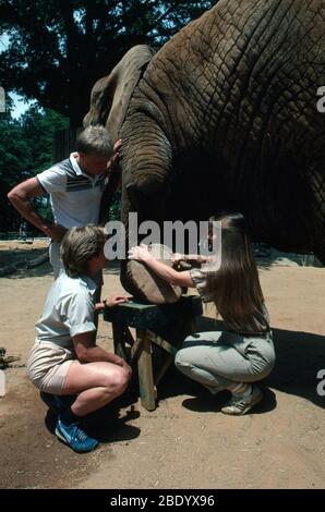 Vétérinaire avec éléphant Banque D'Images