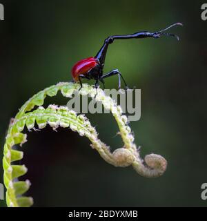Gros plan du charançon de la girafe (Trachelophore giraffa) debout sur la feuille, Madagascar Banque D'Images