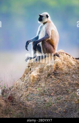 Vue sur le singe langur assis sur le rocher, Inde Banque D'Images