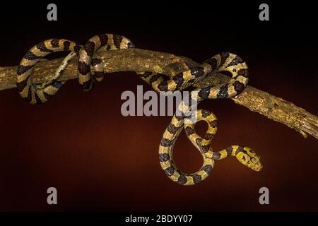 Vue sur le serpent sur la branche, Madagascar Banque D'Images