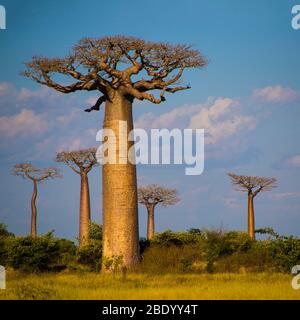 Vue sur l'avenue des baobabs, Monodrava , Madagascar Banque D'Images