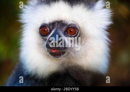 Gros plan de sifaka diademed doré (Propithecus diadema), Madagascar Banque D'Images