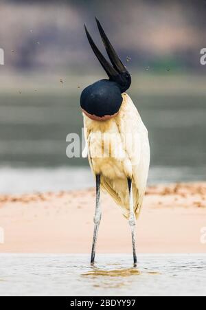 Gros plan de jadiru stork, Pantanal, Brésil Banque D'Images