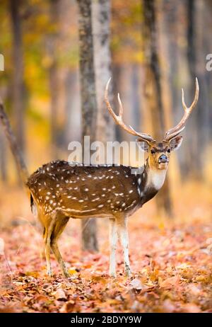 Cheetal regardant la caméra, Inde Banque D'Images