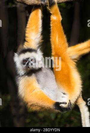 Golden diademed sifaka (Propithecus diadema) suspendu sur branche, Madagascar Banque D'Images