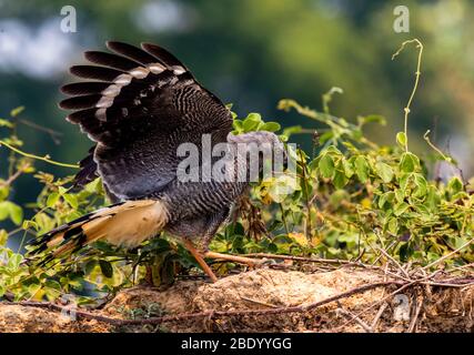 Crane hawk (Geranospiza caerulescens), Pantanal, Brésil Banque D'Images