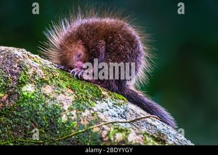 Porcupine en gros plan, Costa Rica Banque D'Images