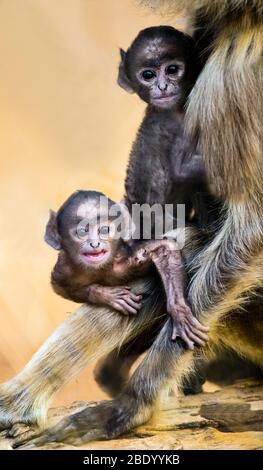 Singes langur pour nourrissons dans le gros plan, Inde Banque D'Images