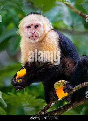 Singe Capuchin sur branche d'arbre, Costa Rica Banque D'Images