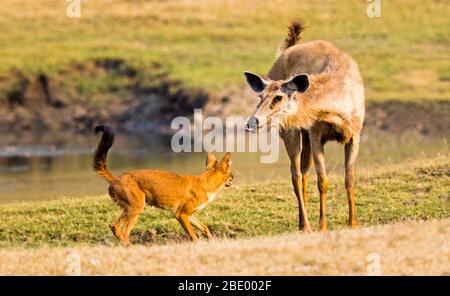 Dhole (chiens sauvages trouvés en Inde) de chasse sambar, Inde Banque D'Images