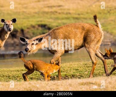 Dhole (chiens sauvages trouvés en Inde) de chasse sambar, Inde Banque D'Images