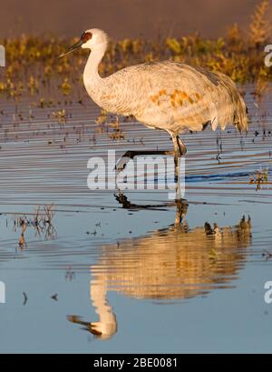 Grue de sandhill debout dans l'eau, Socorro, Nouveau Mexique, États-Unis Banque D'Images