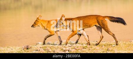 Dhole (chiens sauvages trouvés en Inde) marche, Inde Banque D'Images