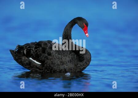 Cygne noir Banque D'Images