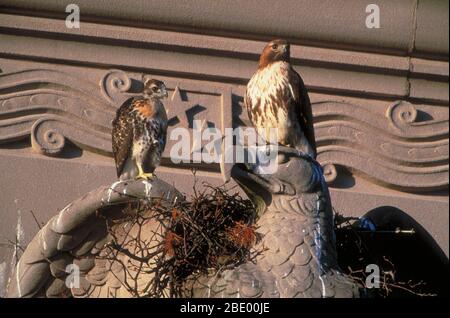 Hawks à queue rouge Banque D'Images