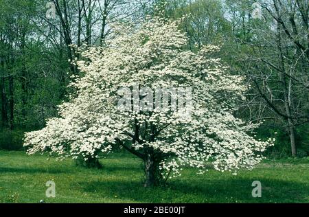 Arbre en Dogwood fleuri Banque D'Images